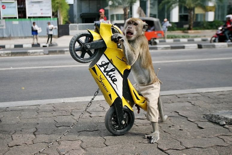 monkey_bike