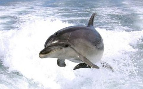 Люди И Дельфины – Эротические Сцены